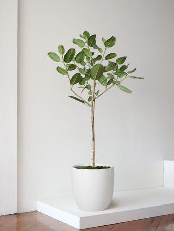 indoor plants picture