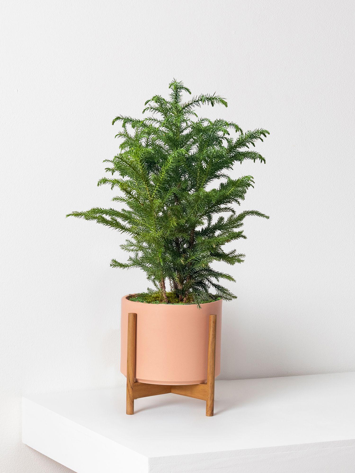 Norfolk Island Pine