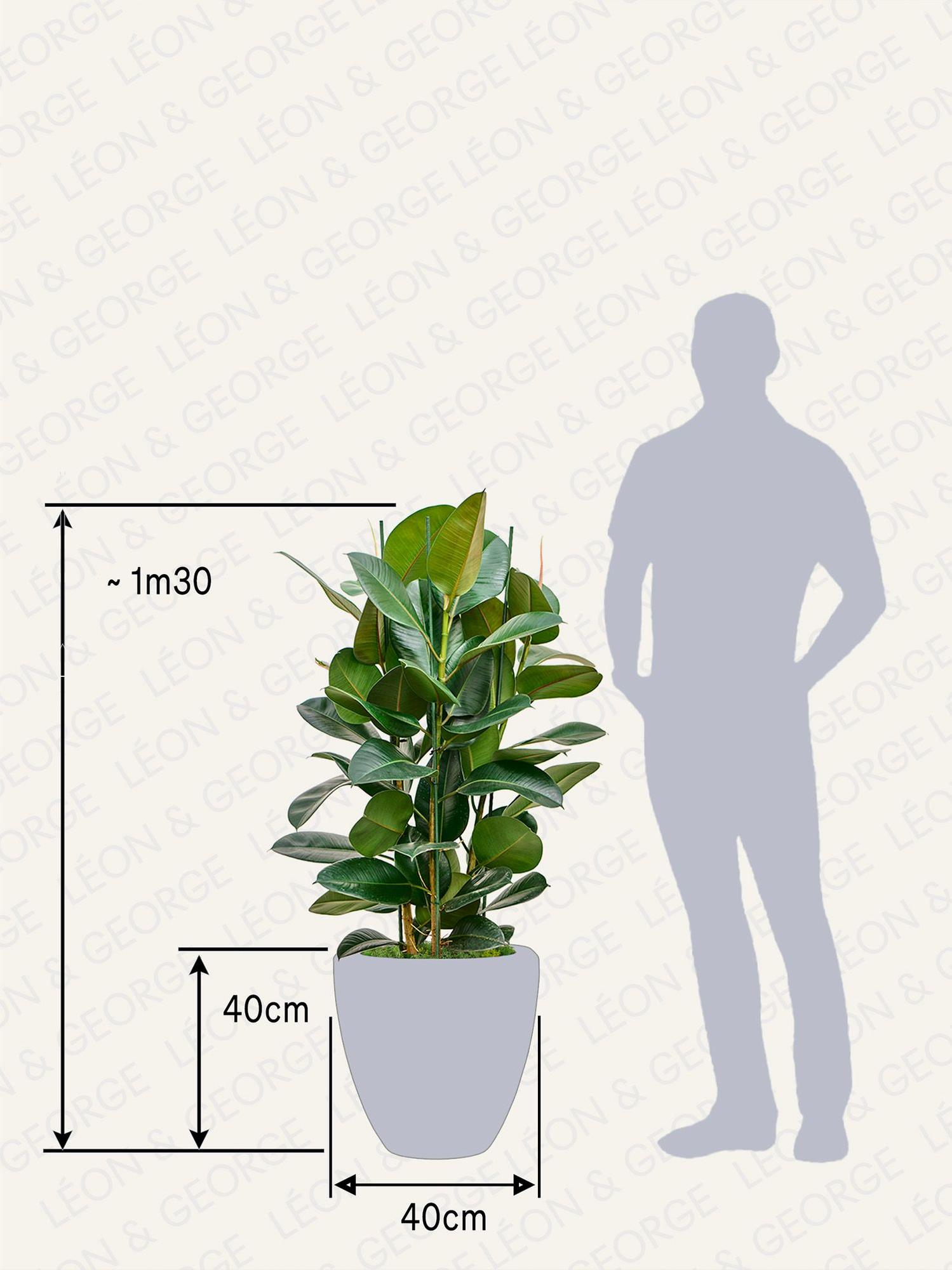 Ficus Elastica Robusta