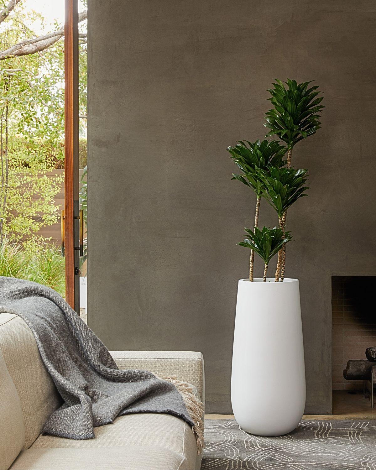 Dracaena Compacta