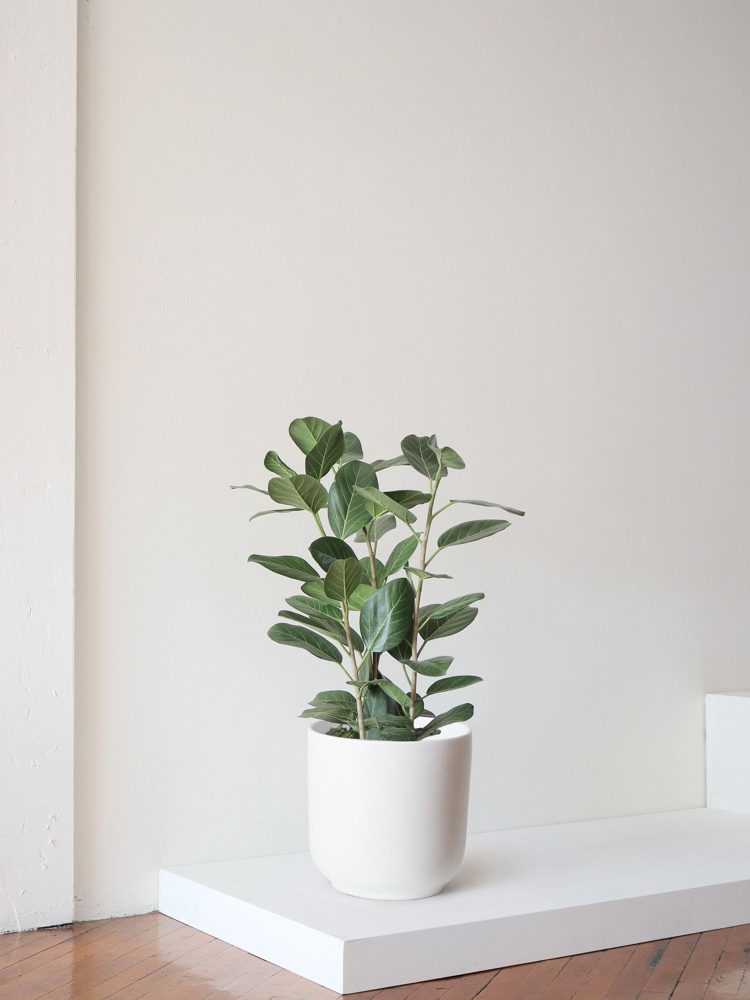 Ficus Audrey