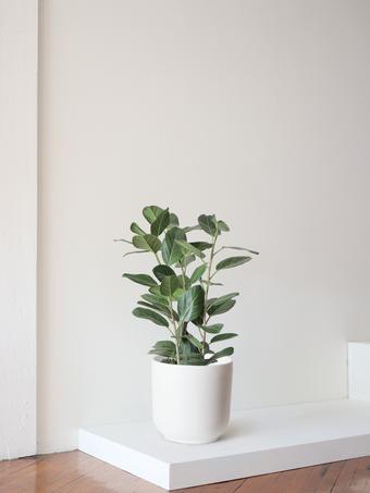 indoor plants picture