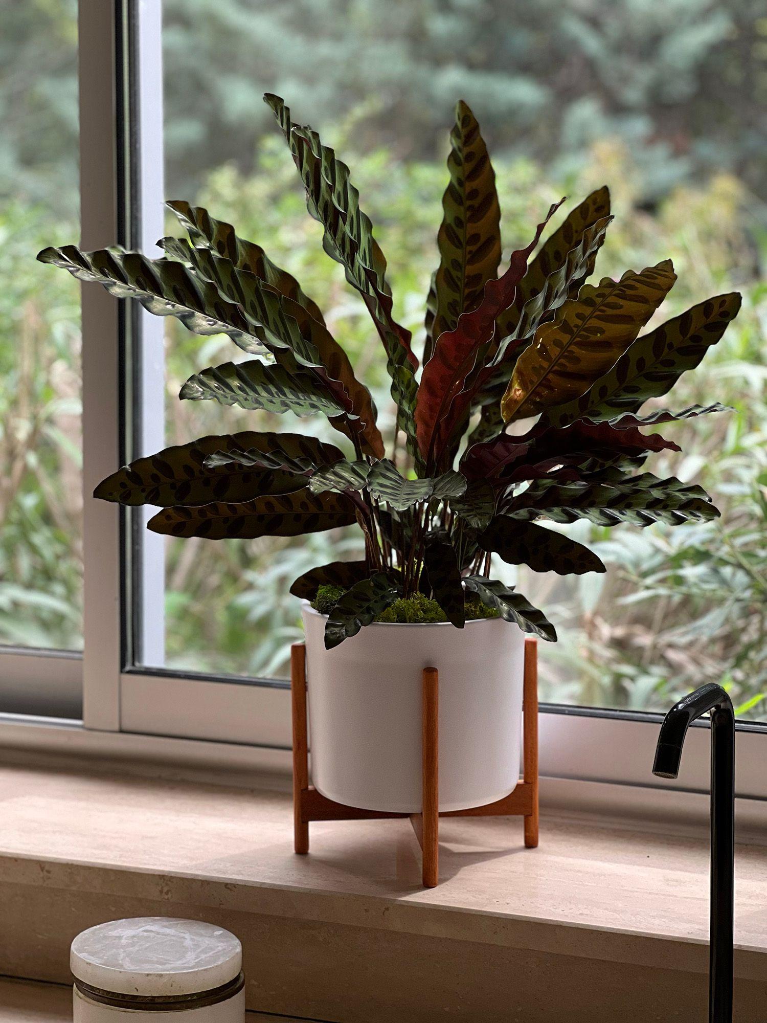 Calathea Insignis Paon de Rio dans salle de bain