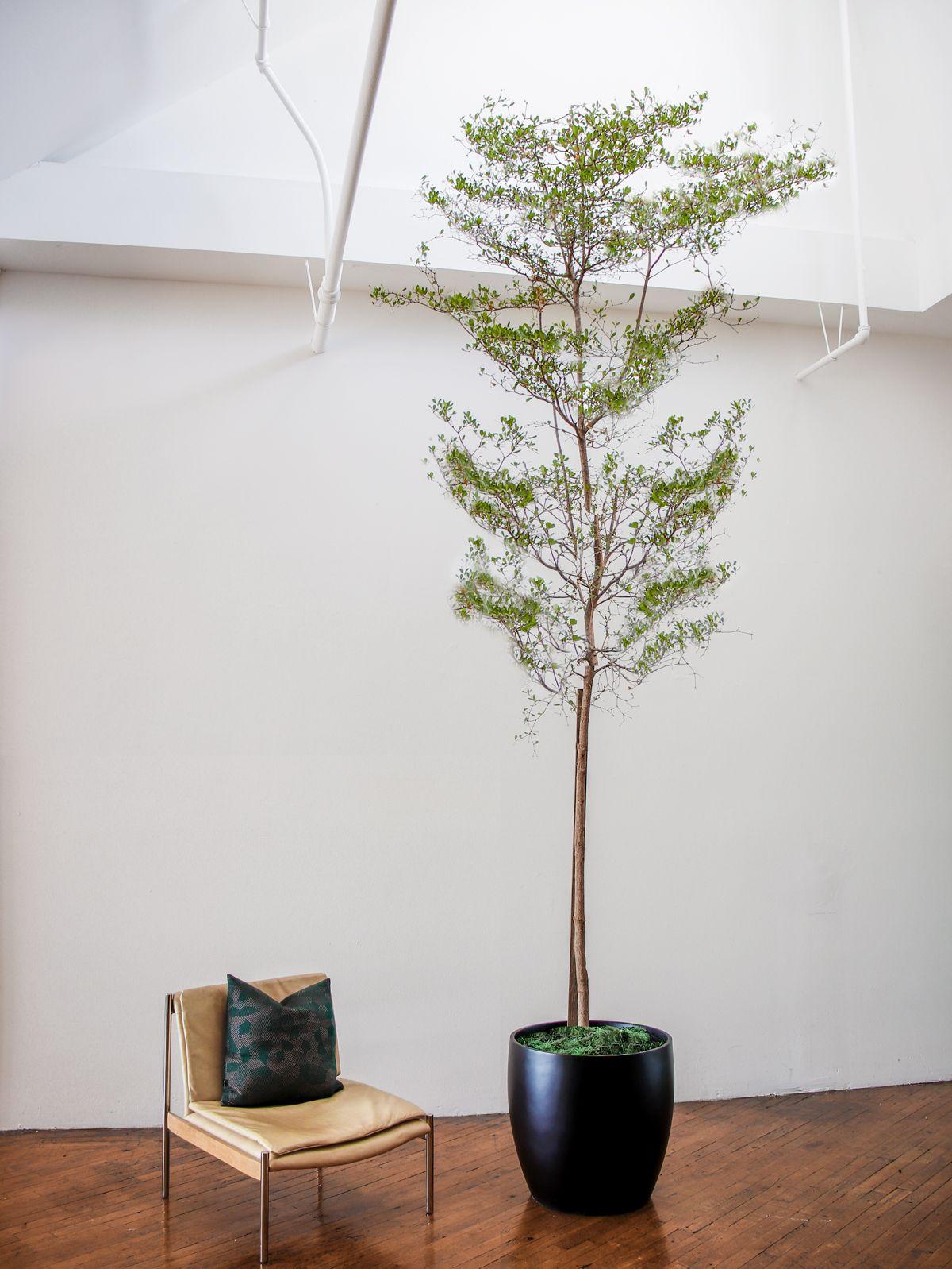 Black Olive Tree