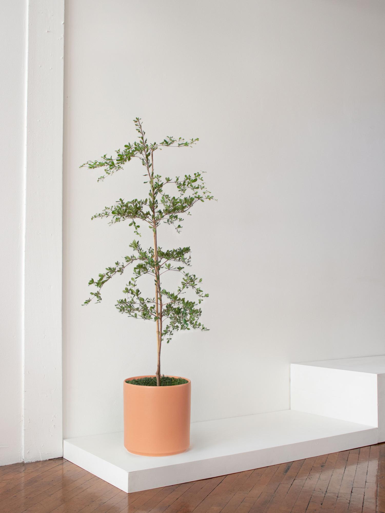 Black Olive Tree