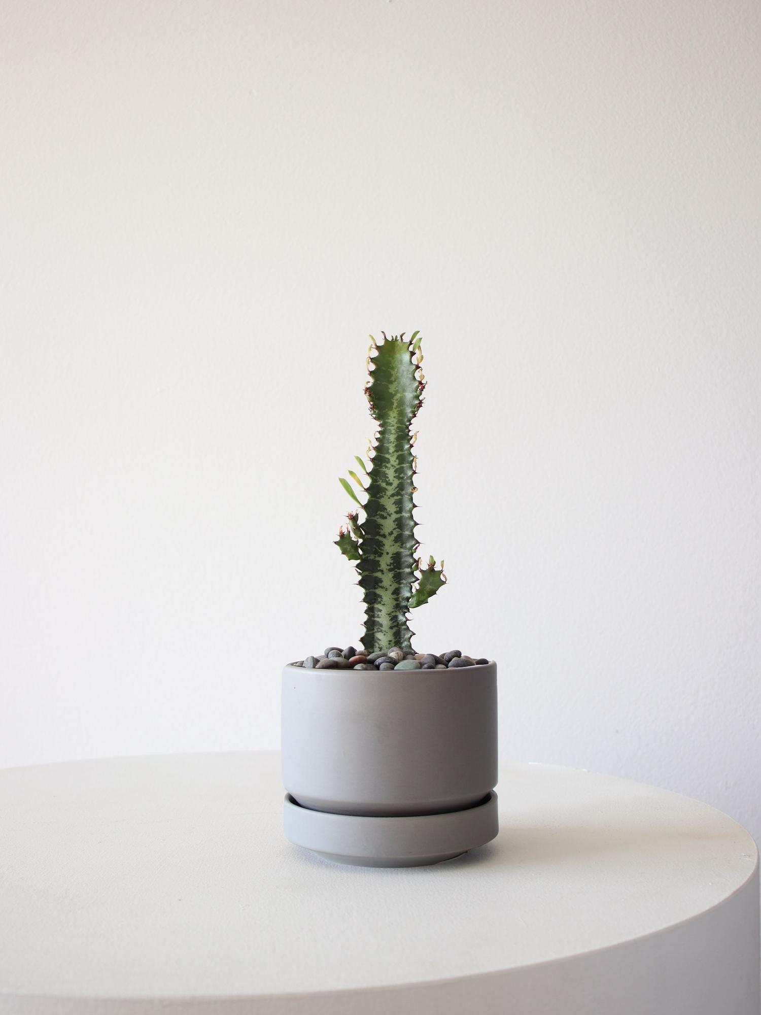 Euphorbia Trigona