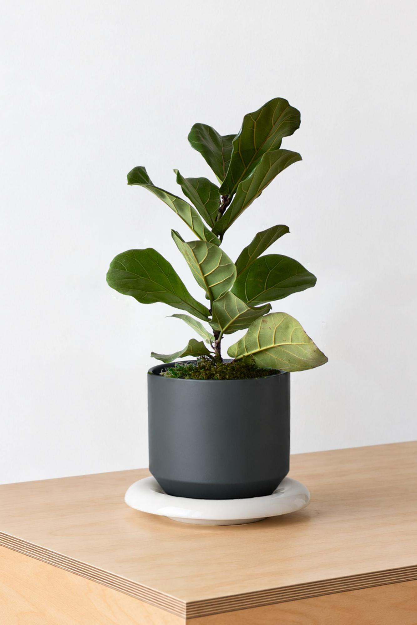 Fiddle Leaf Fig Plant - Black Lily Ceramic & Ivory Saucer 
