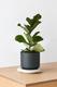 Fiddle Leaf Fig Plant