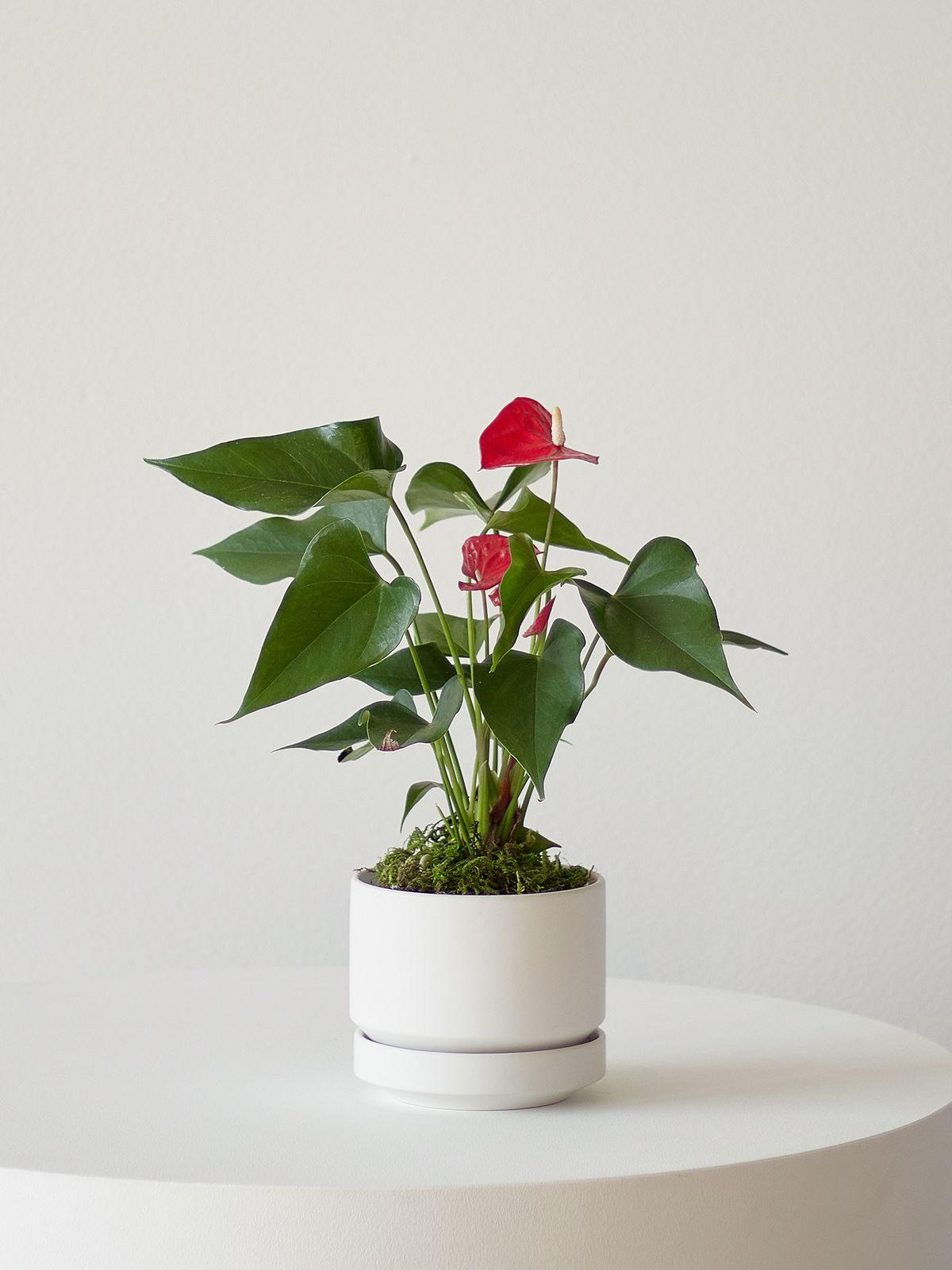 Anthurium - King of Hearts in Scandinavian - Small - White Scandinavian Ceramic 