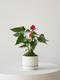 Anthurium - King of Hearts