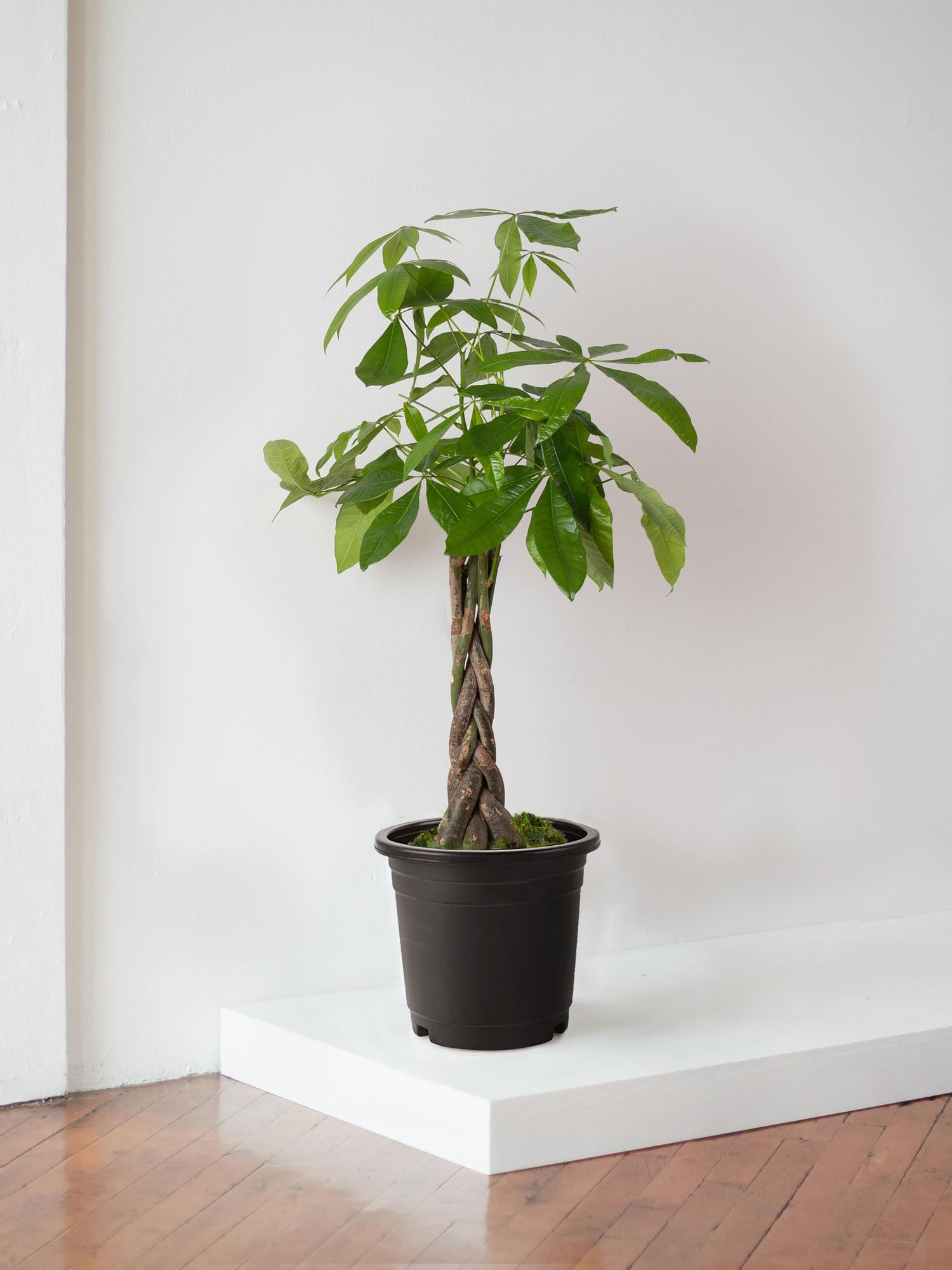 Braided Money Tree
