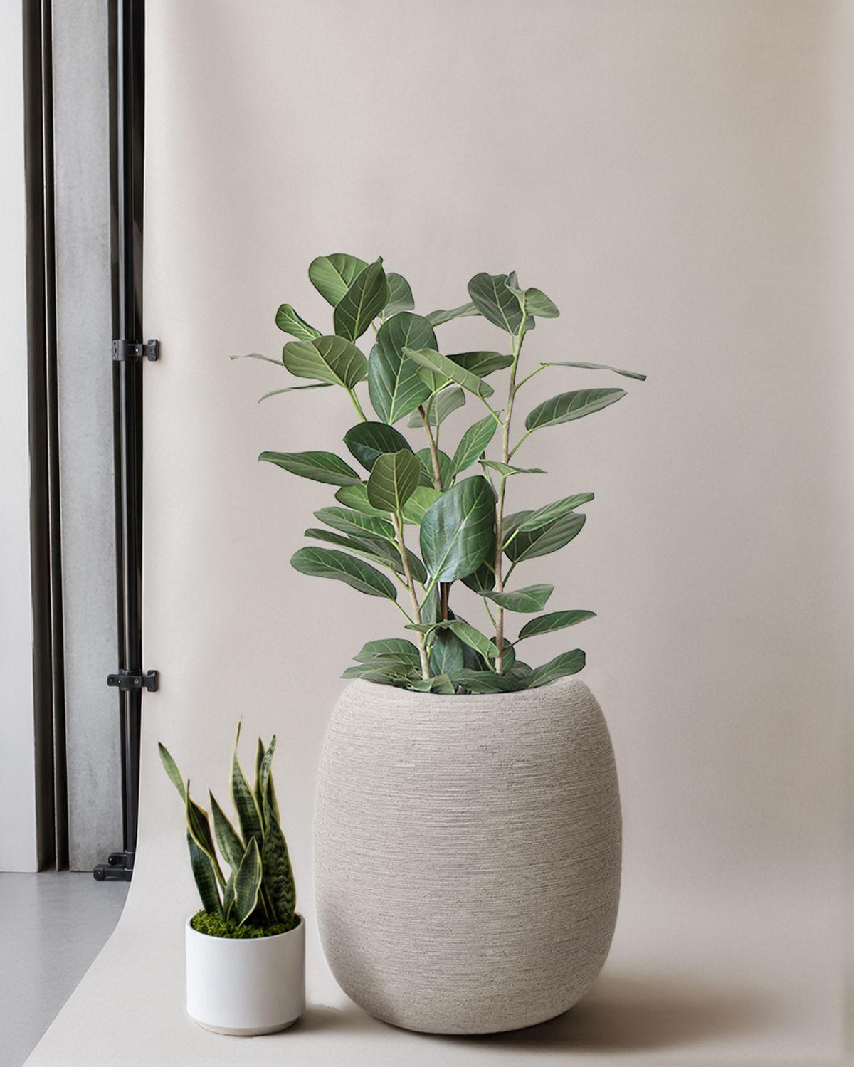 Ficus Audrey