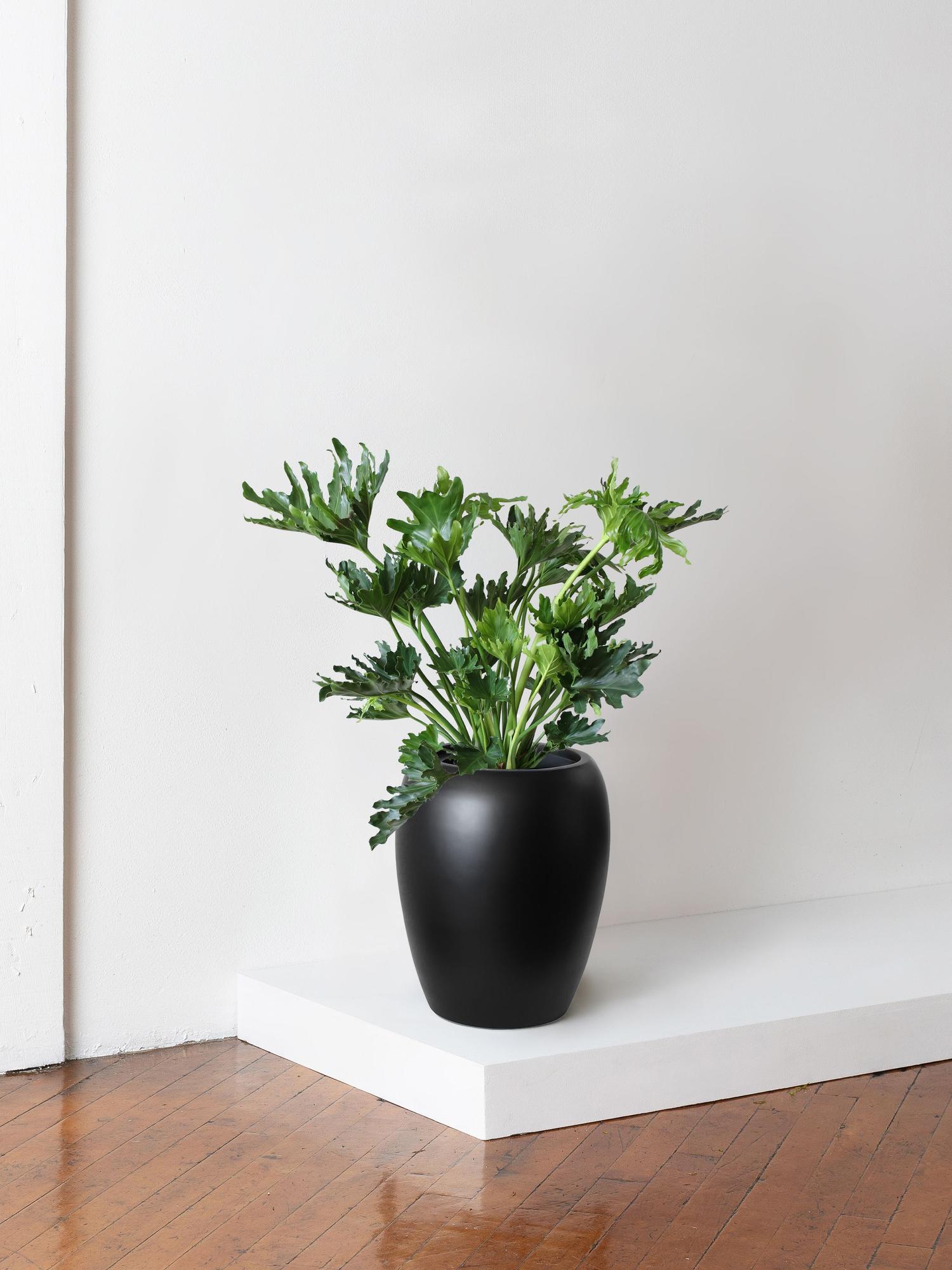 Hope Philodendron