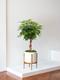 Schefflera Tree