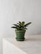 Calathea Rattlesnake