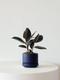 Rubber Plant