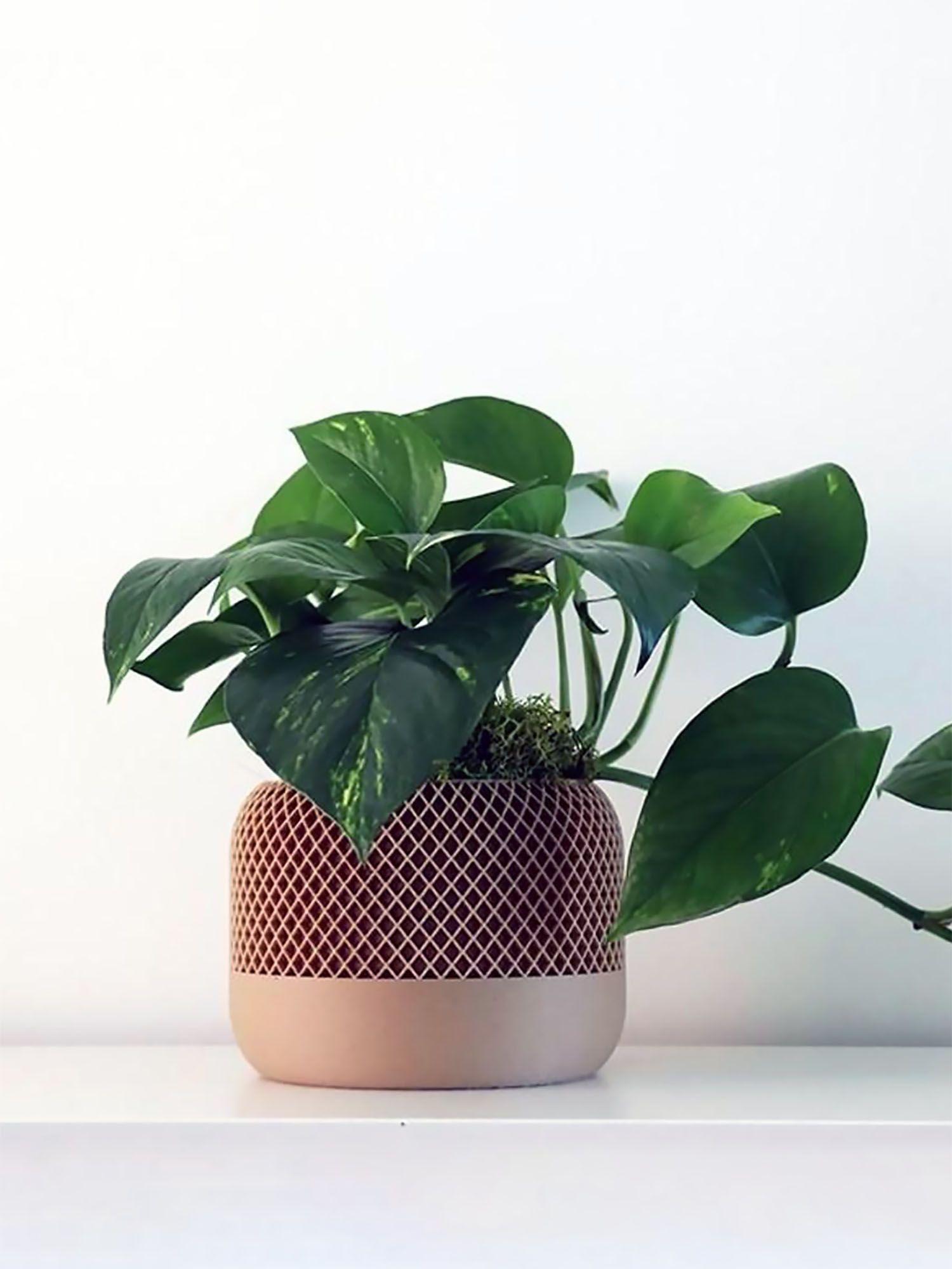 Pothos Cascade - Apple