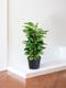 Pothos Colonne