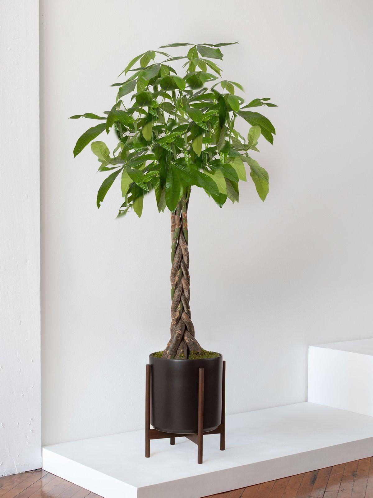 Braided Money Tree