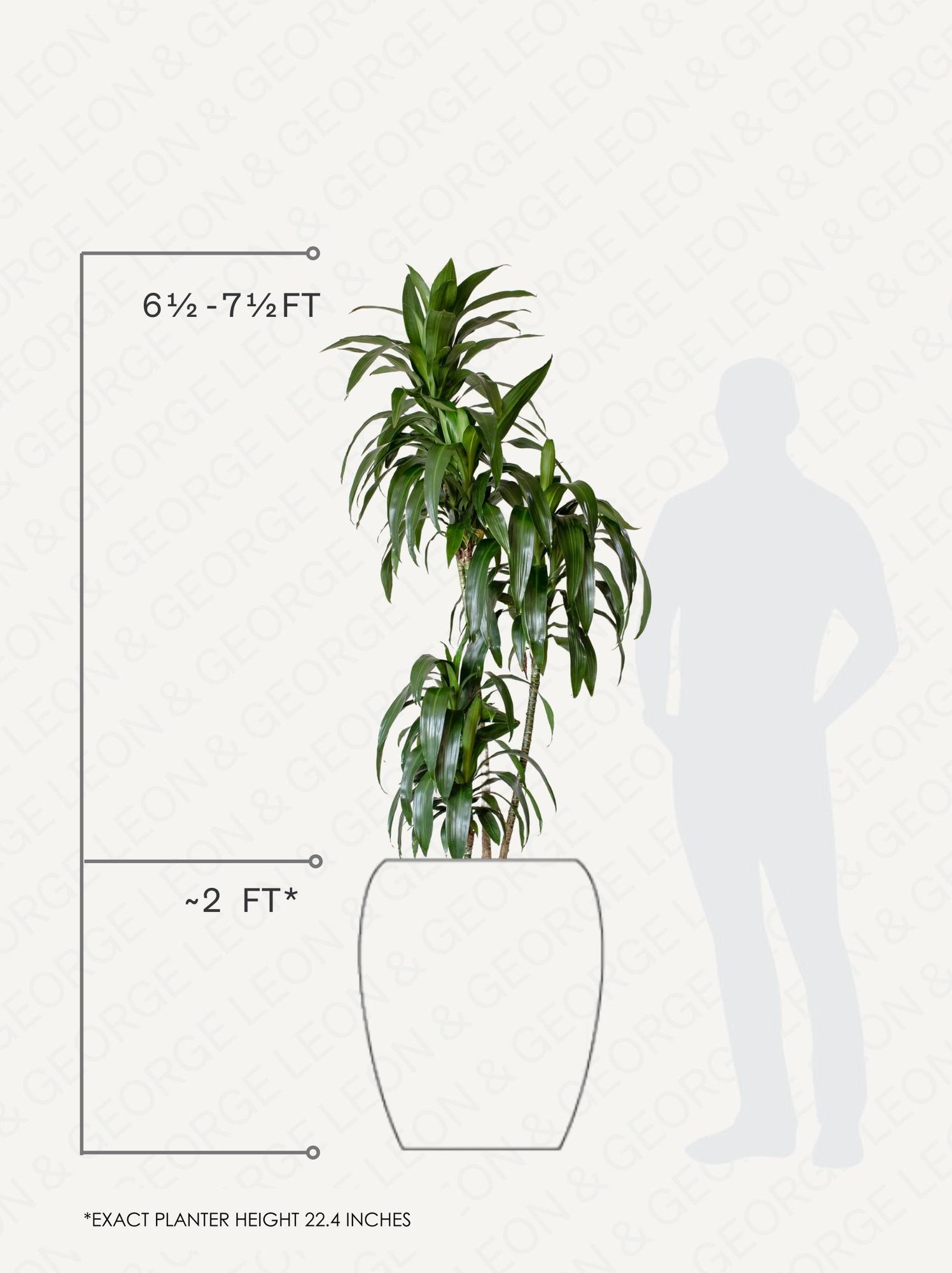 Dracaena Lisa