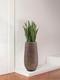 Sansevieria Laurentii