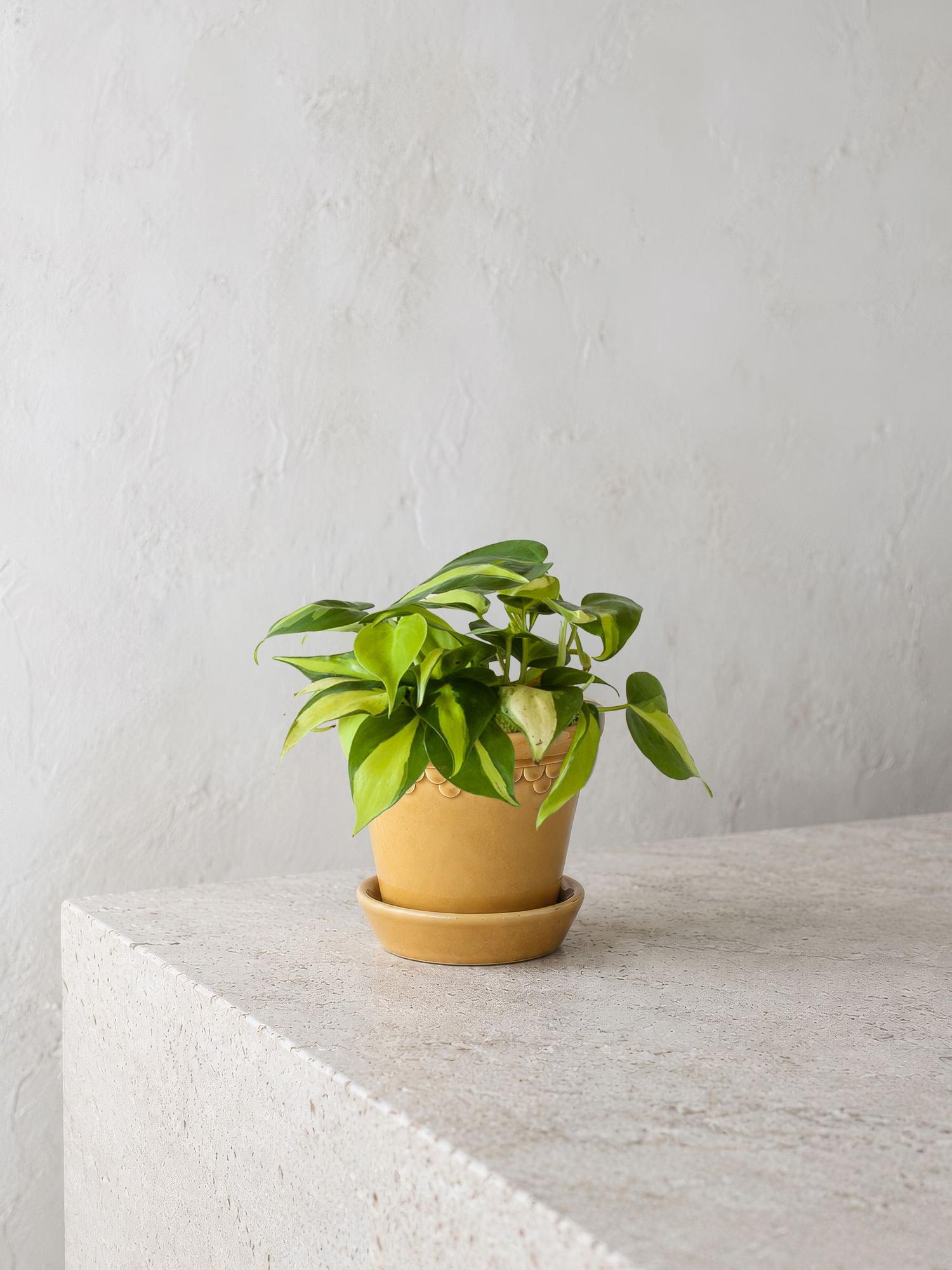 Philodendron Brasil