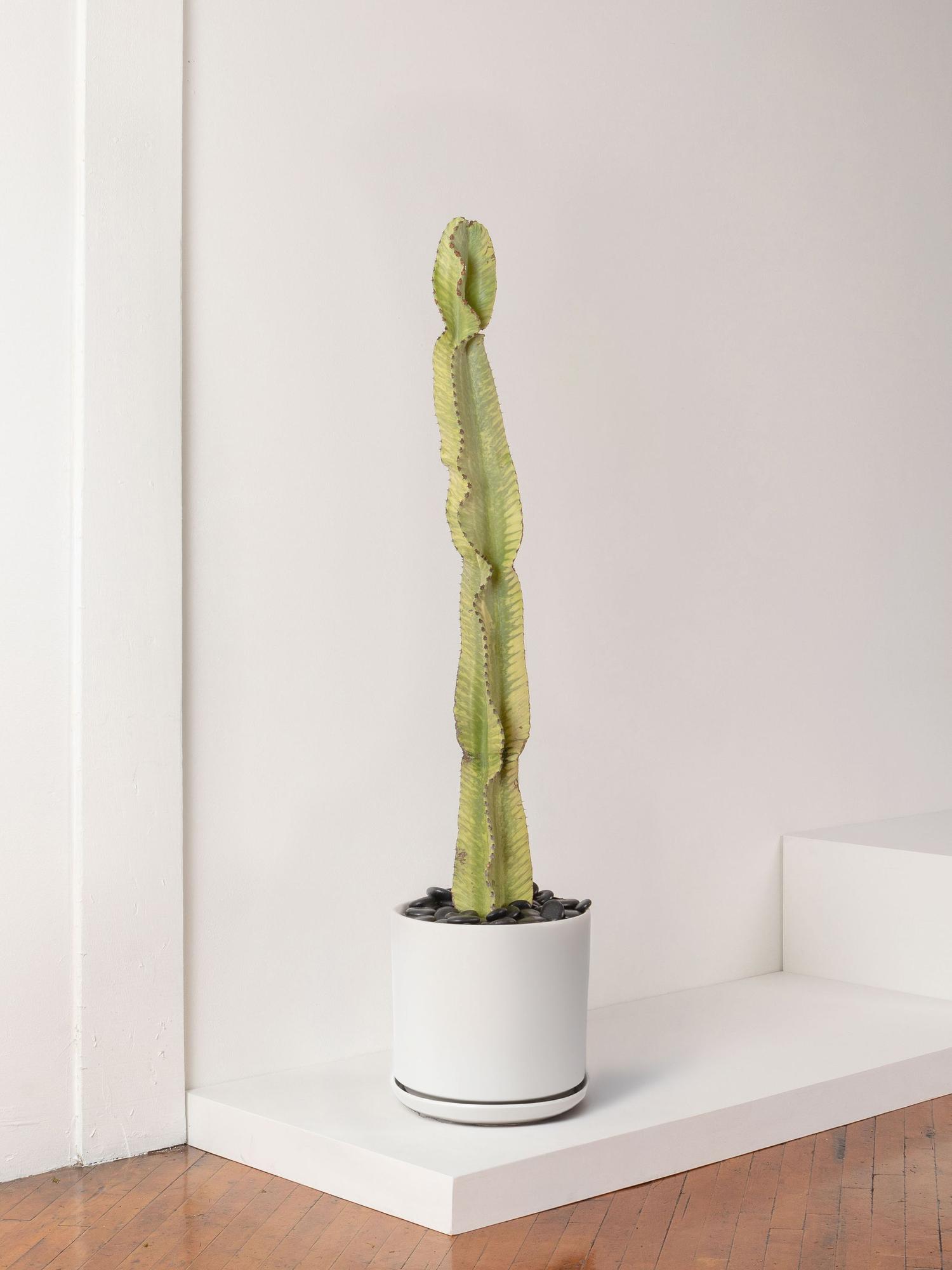 Desert Cactus