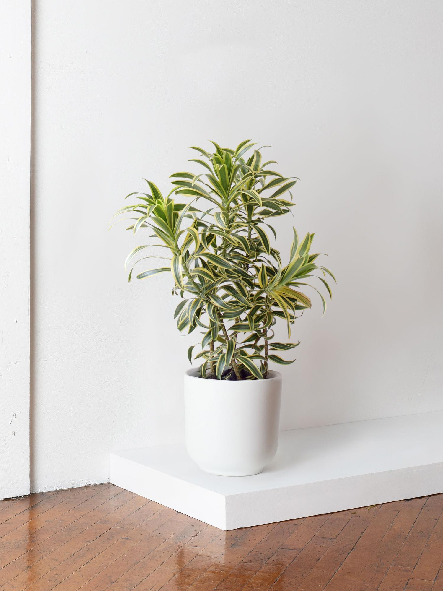Dracaena Song of India