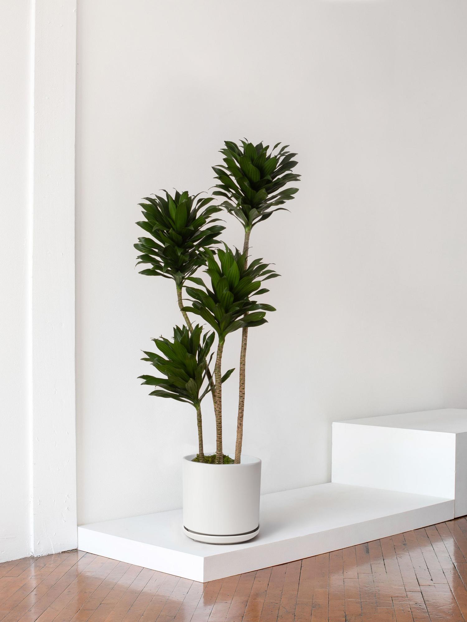 Dracaena Compacta