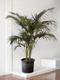 Kentia Palm