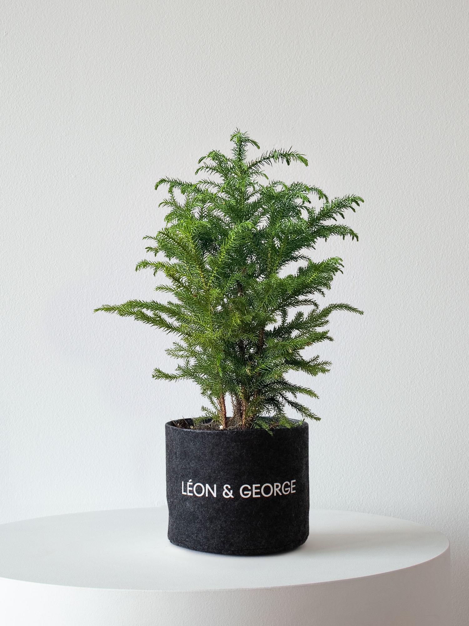 Norfolk Island Pine