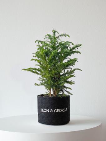 indoor plants picture