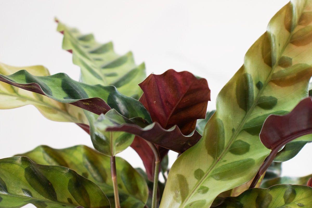 Calathea Rattlesnake