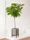 Fiddle Leaf Fig Tree