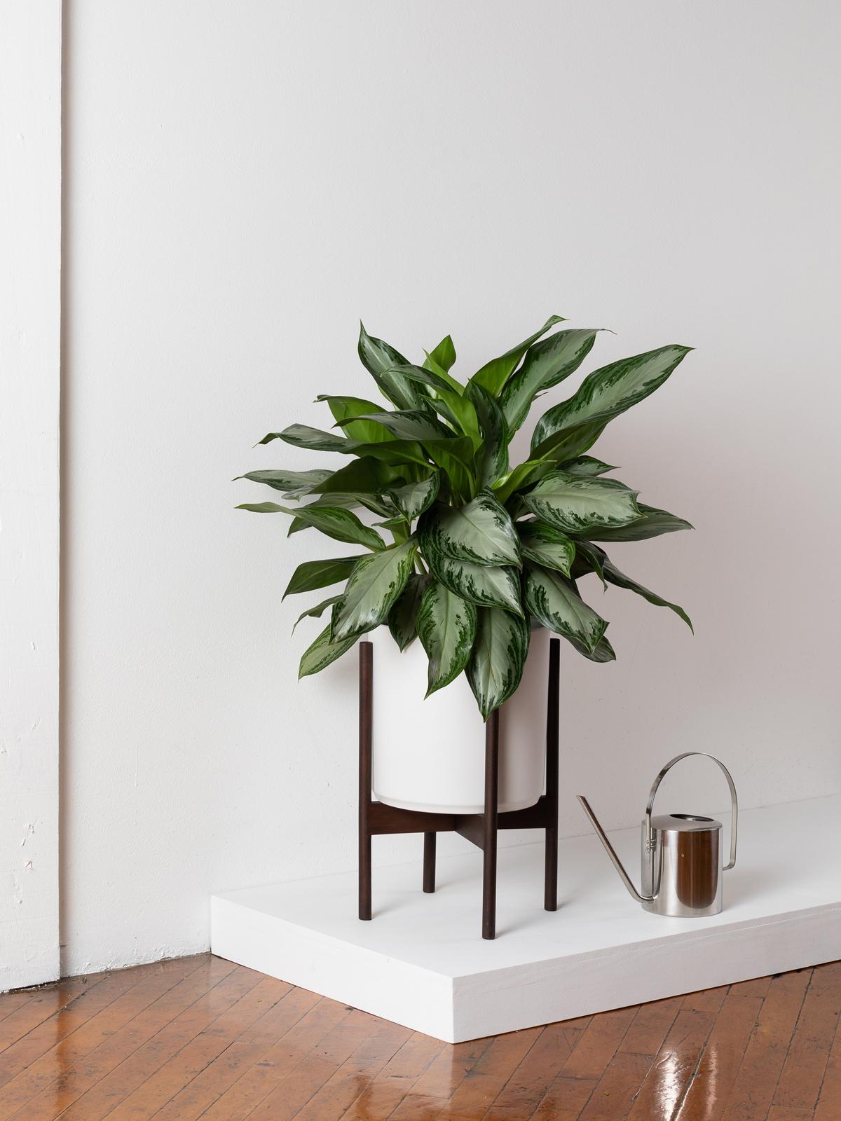 Silver Evergreen