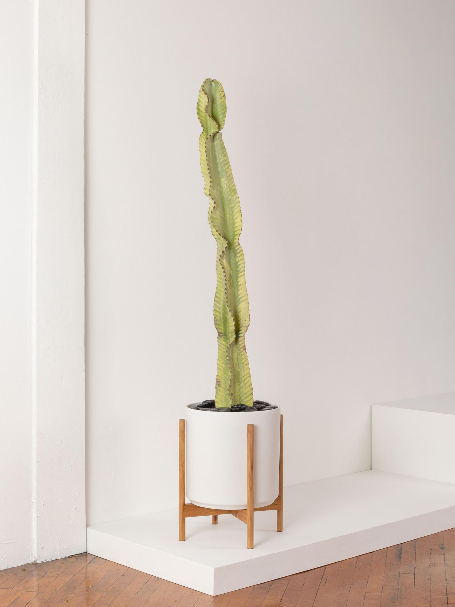 Desert Cactus - White Mid-Century Ceramic & Light Wood Stand 