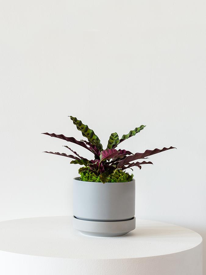 Calathea Rattlesnake - Scandinavian - Gray Scandinavian Ceramic 