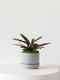 Calathea Rattlesnake