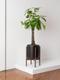 Braided Money Tree