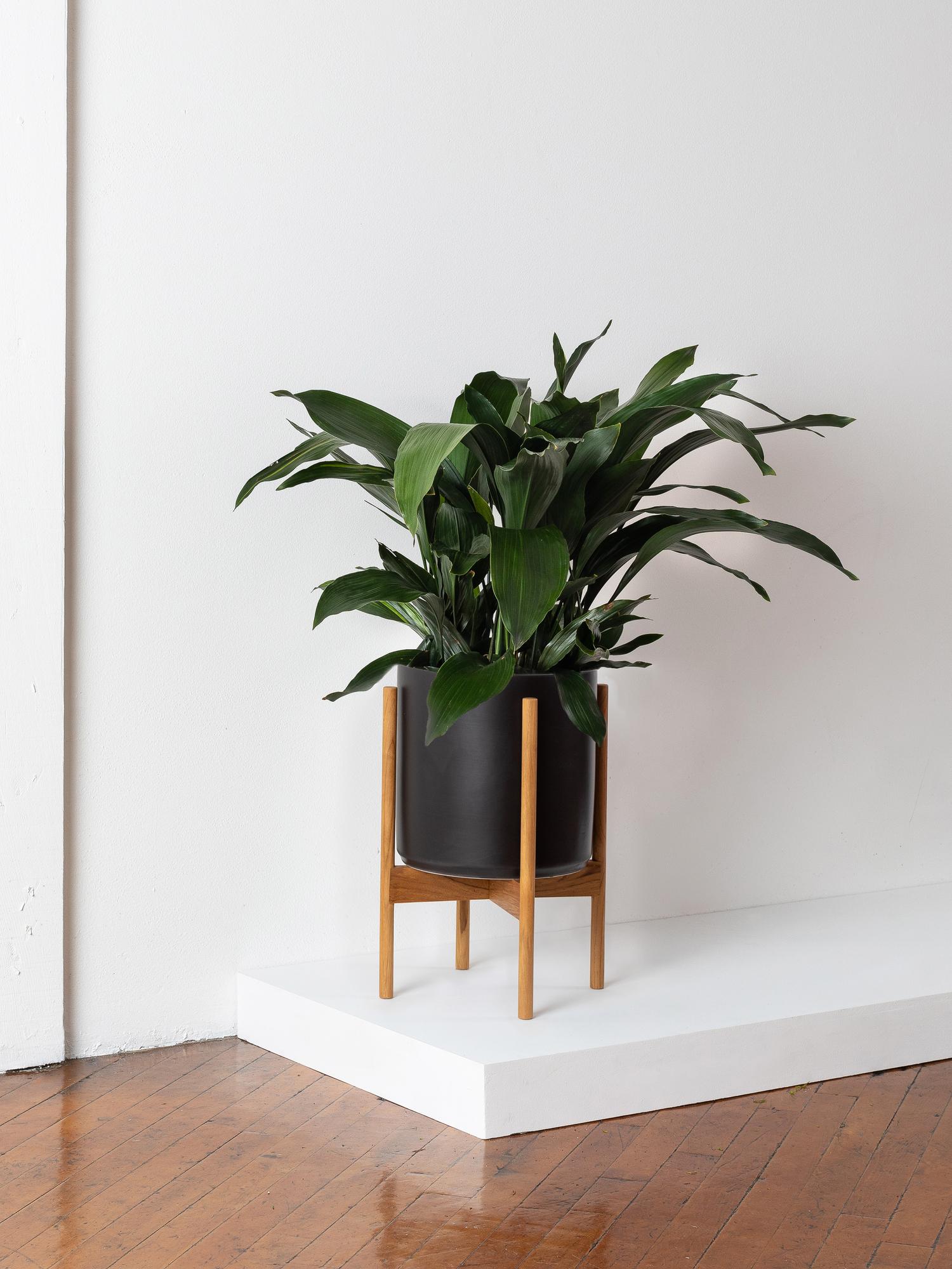 Cast Iron Plant - Black Mid-Century Ceramic & Light Wood Stand 