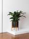 Cast Iron Plant