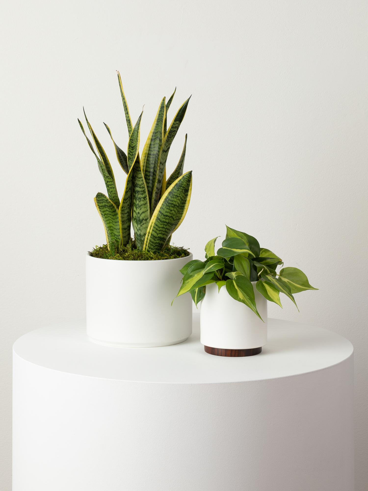 Philodendron Brasil