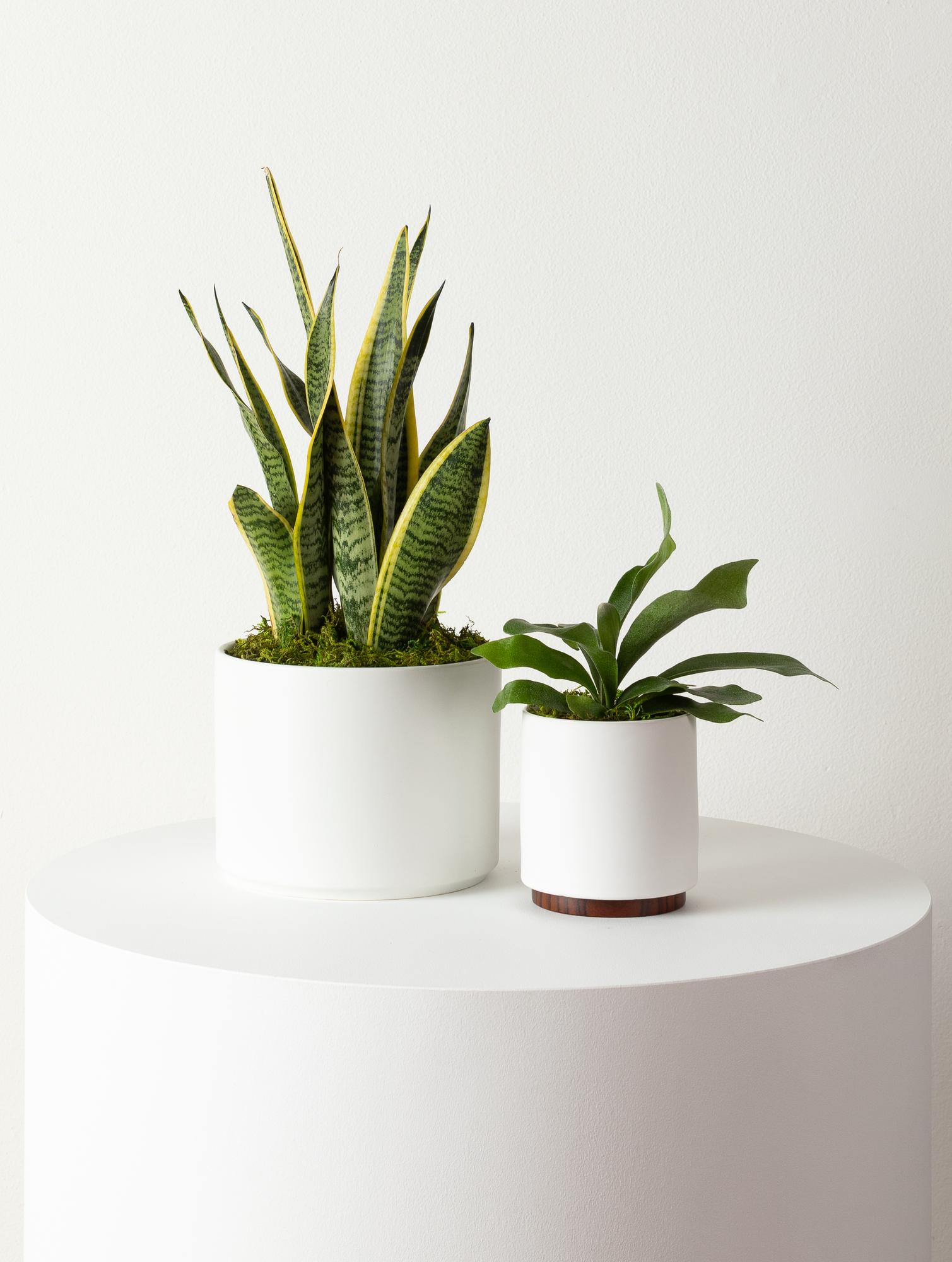 Staghorn Fern