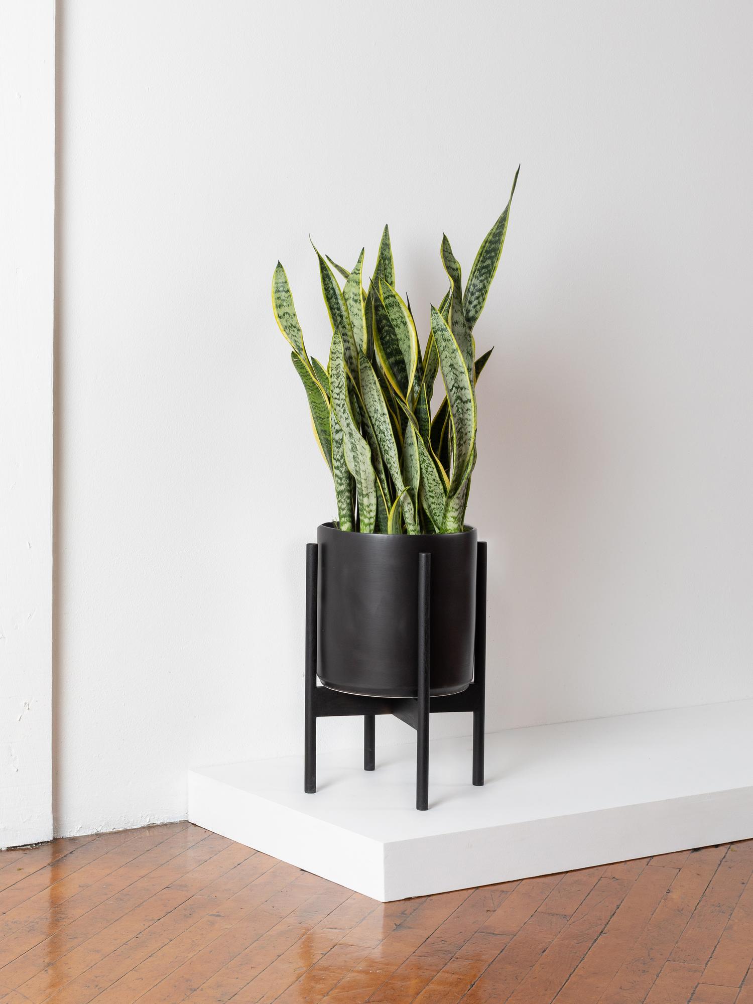 Snake Plant - Black Mid-Century Ceramic & Black Wood Stand 