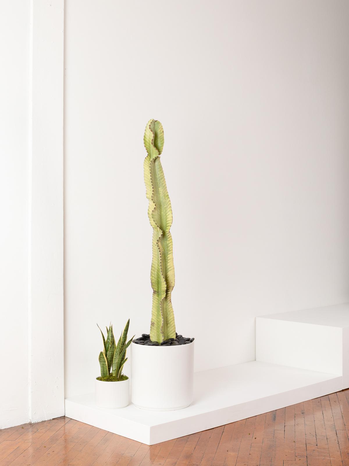 Desert Cactus