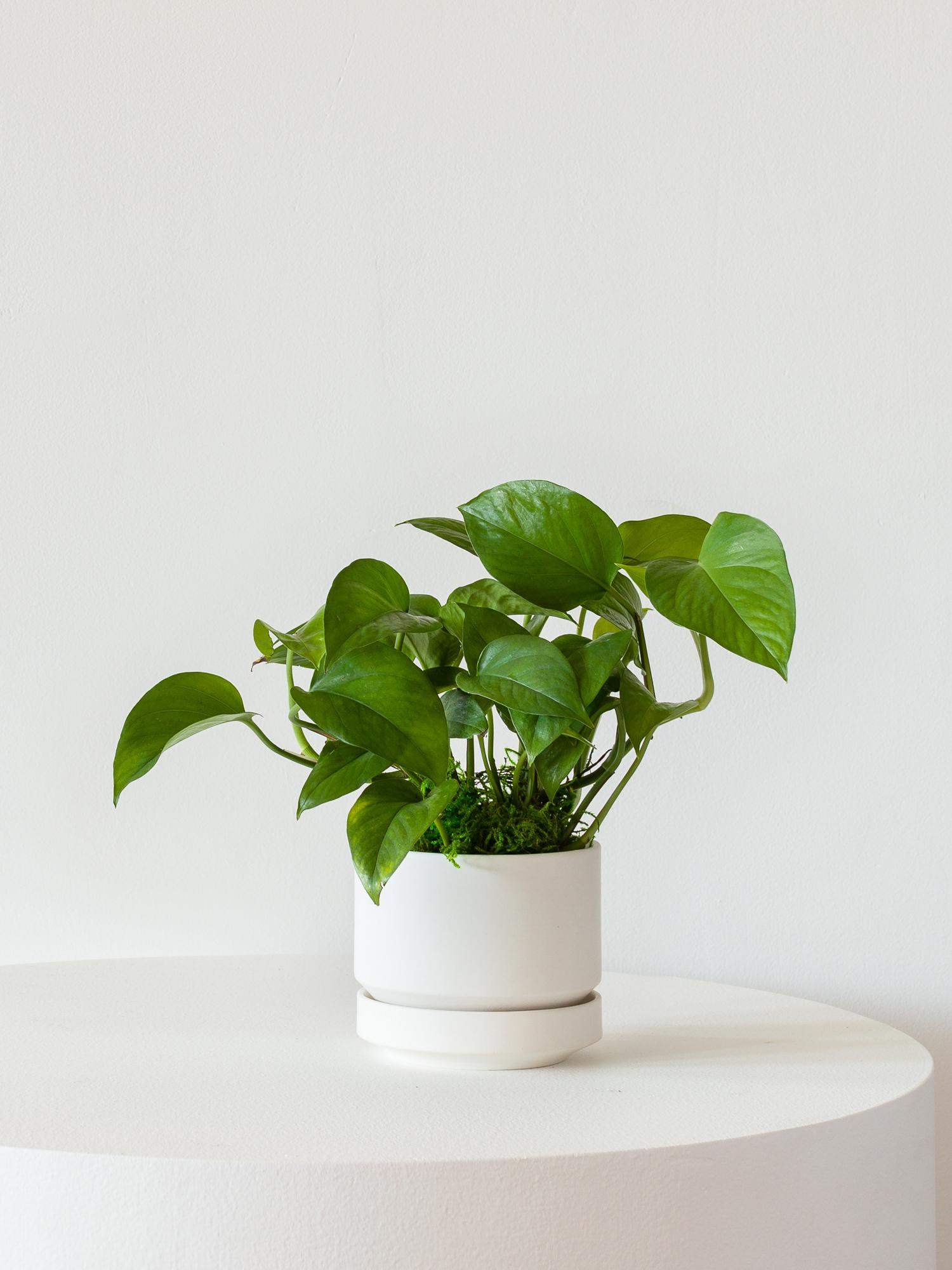 Jade Pothos - Scandinavian - White Scandinavian Ceramic 