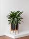 Silver Evergreen