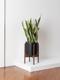 Snake Plant Laurentii