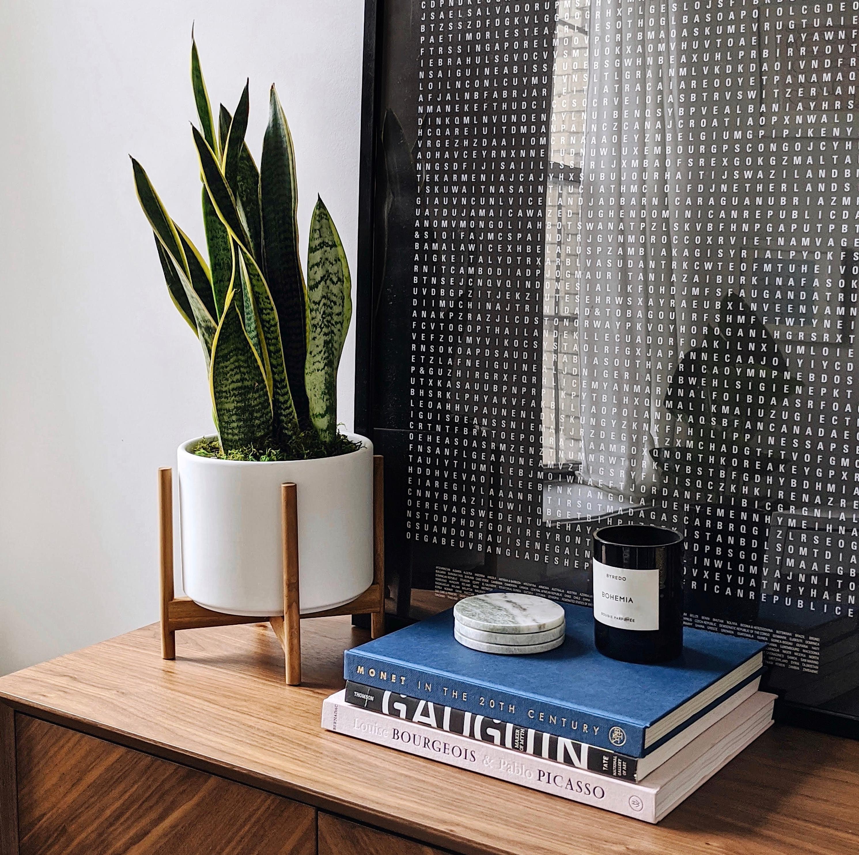 Snake Plant