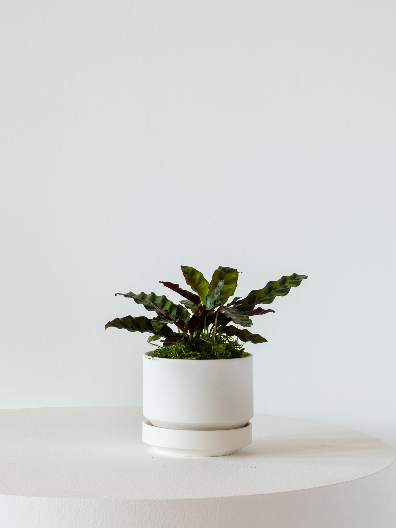 Calathea Rattlesnake - Scandinavian - White Scandinavian Ceramic 